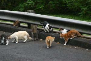 Cats---New-Bethlehem-Borough